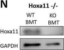 HOXA11 Antibody - BSA Free