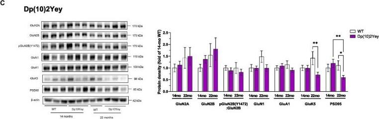 KA2/GRIK5/Glutamate Receptor KA2 Antibody - BSA Free
