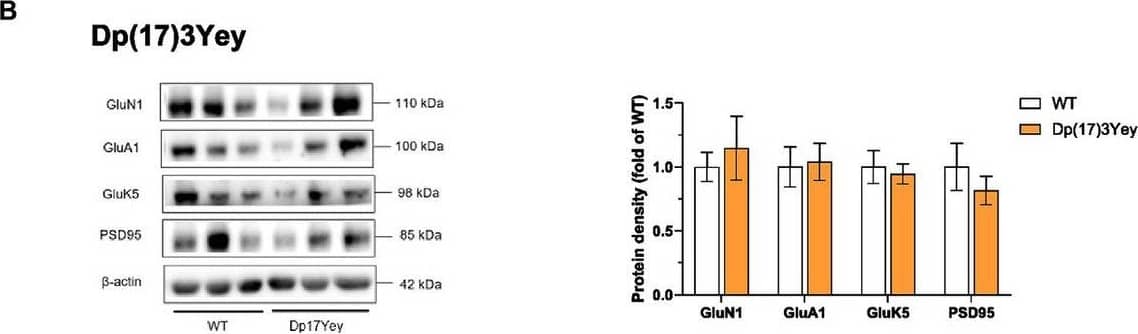 KA2/GRIK5/Glutamate Receptor KA2 Antibody - BSA Free