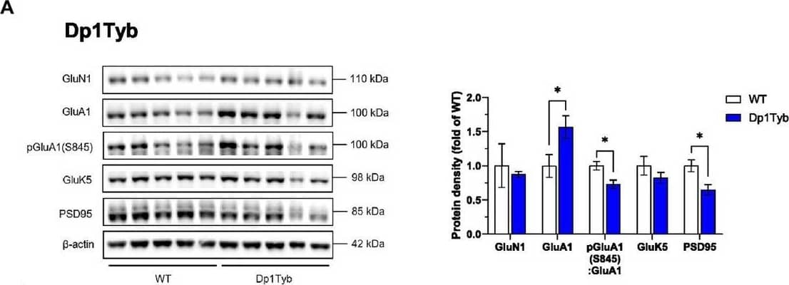 KA2/GRIK5/Glutamate Receptor KA2 Antibody - BSA Free