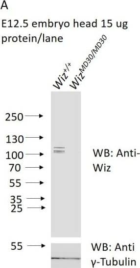 WIZ Antibody - BSA Free