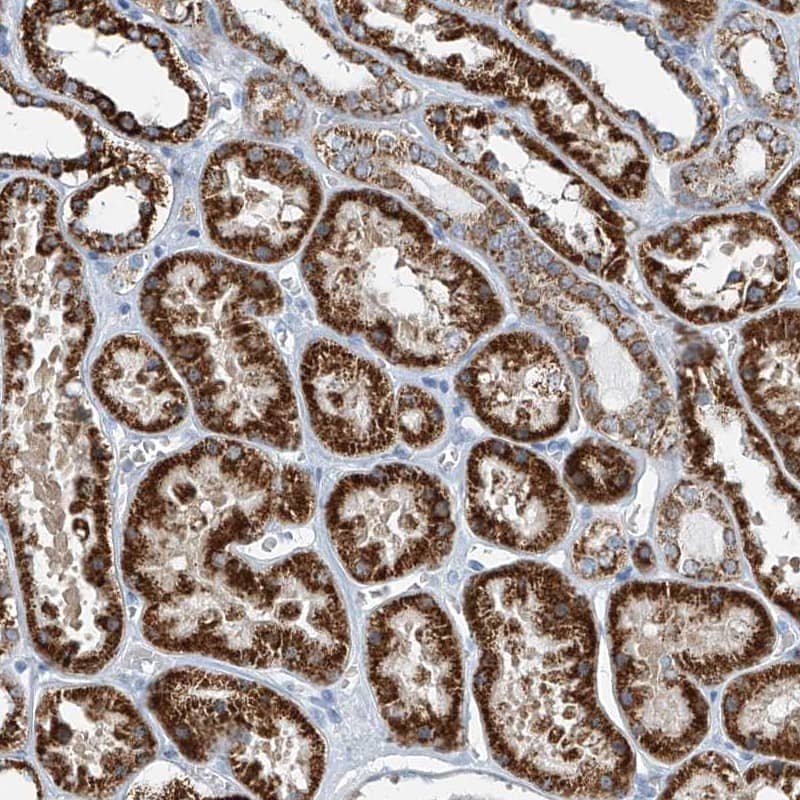 FGD2 Antibody - BSA Free Immunohistochemistry-Paraffin: FGD2 Antibody [NBP1-80600]