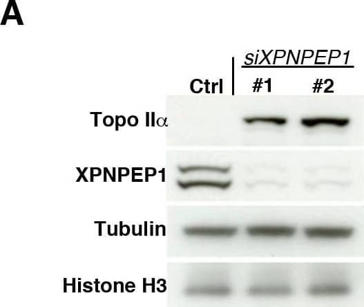 Aminopeptidase P1/XPNPEP1 Antibody - BSA Free