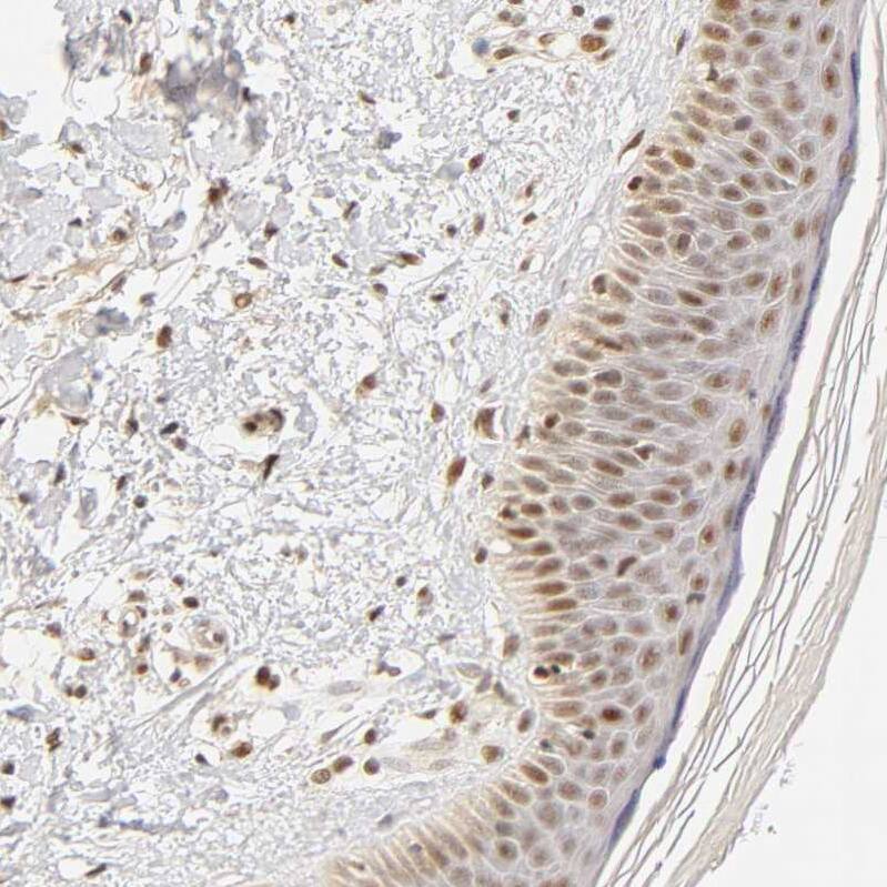 TAF10 Antibody - BSA Free Immunohistochemistry-Paraffin: TAF10 Antibody [NBP1-80706]