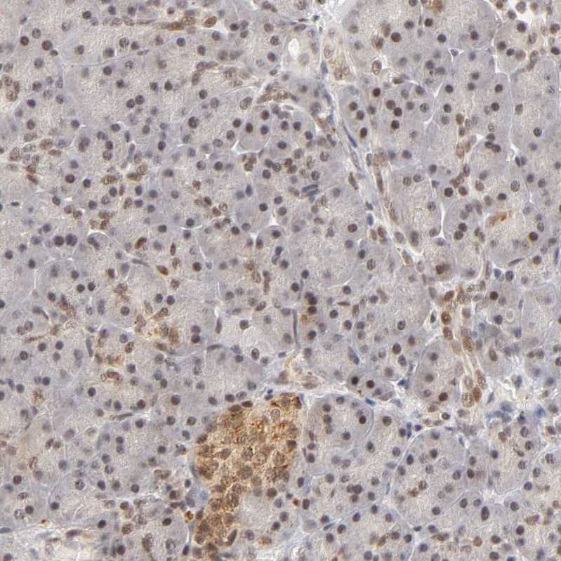 TAF10 Antibody - BSA Free Immunohistochemistry-Paraffin: TAF10 Antibody [NBP1-80706]
