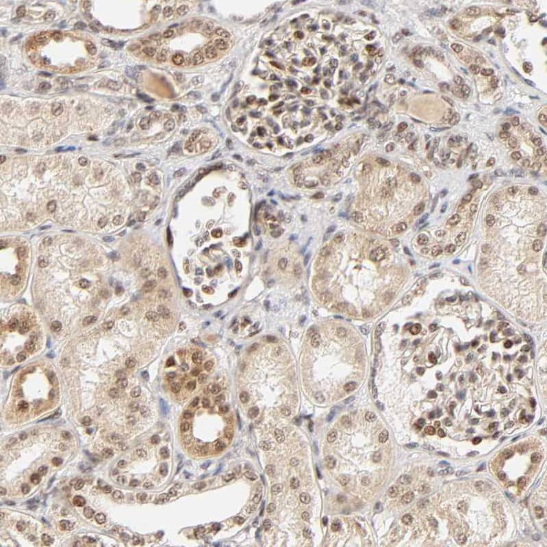 TAF10 Antibody - BSA Free Immunohistochemistry-Paraffin: TAF10 Antibody [NBP1-80706]