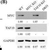 TAF10 Antibody - BSA Free