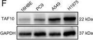 TAF10 Antibody - BSA Free