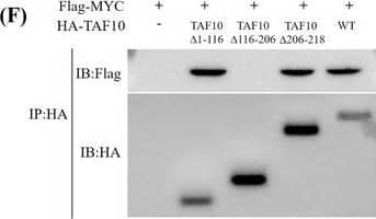 TAF10 Antibody - BSA Free