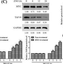 TAF10 Antibody - BSA Free