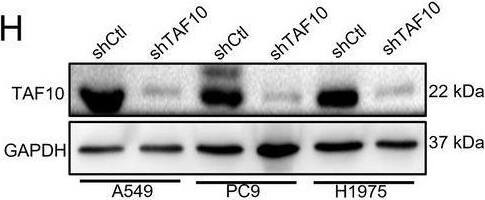 TAF10 Antibody - BSA Free