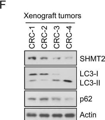 SHMT2 Antibody - BSA Free