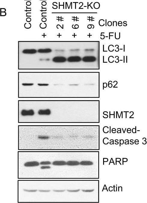 SHMT2 Antibody - BSA Free