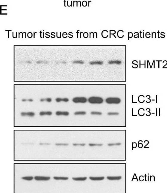 SHMT2 Antibody - BSA Free