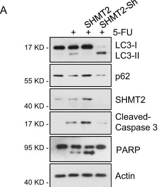 SHMT2 Antibody - BSA Free