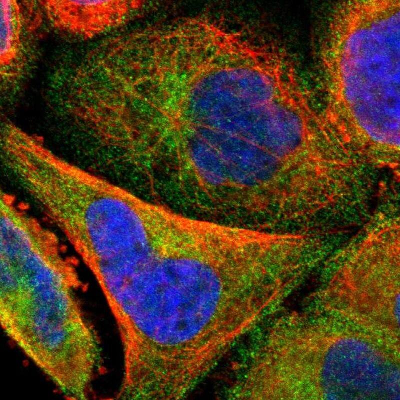 SG2NA Antibody - BSA Free Immunocytochemistry/ Immunofluorescence: SG2NA Antibody [NBP1-80764]