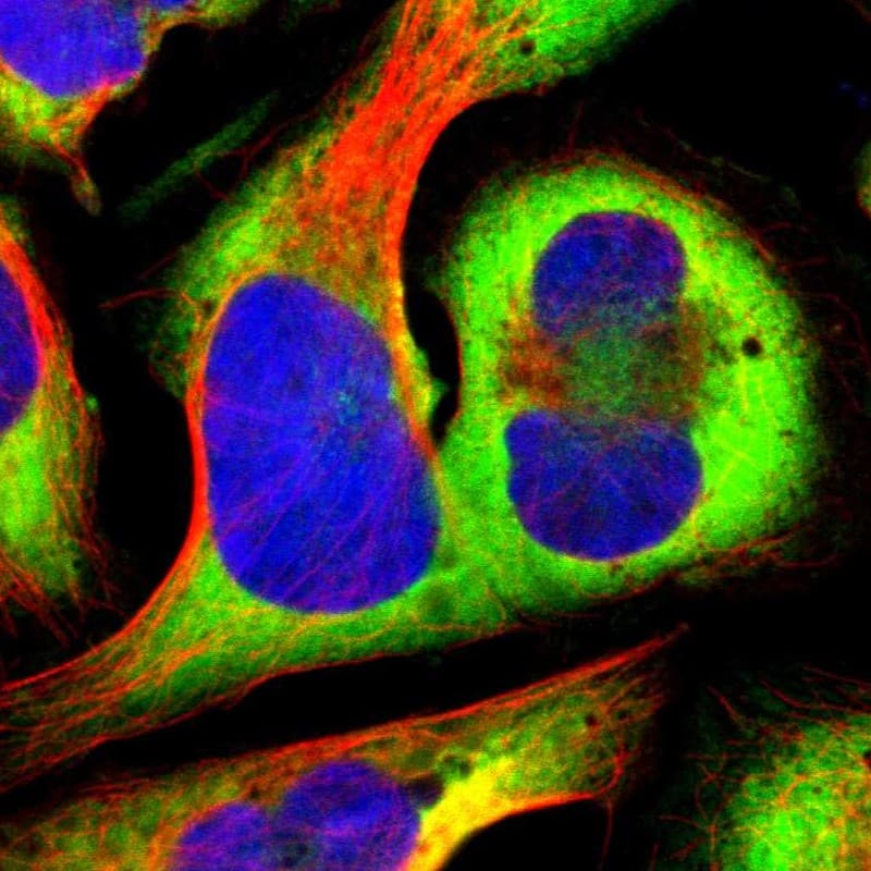 RPS20 Antibody - BSA Free Immunocytochemistry/ Immunofluorescence: RPS20 Antibody [NBP1-80804]