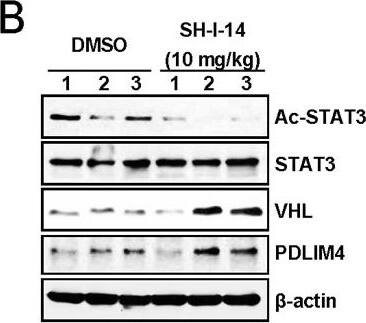 PDLIM4 Antibody