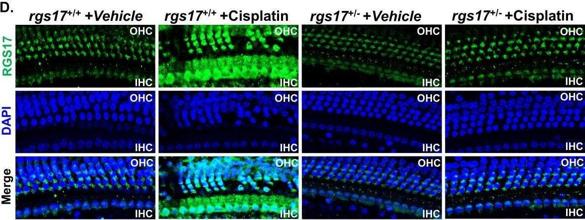 RGS17 Antibody - BSA Free