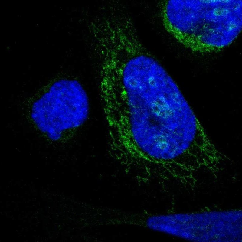 DHRS3 Antibody - BSA Free Immunocytochemistry/ Immunofluorescence: DHRS3 Antibody [NBP1-80846]