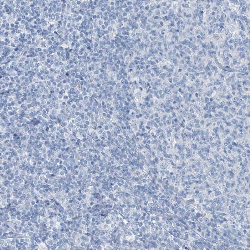 Regucalcin Antibody