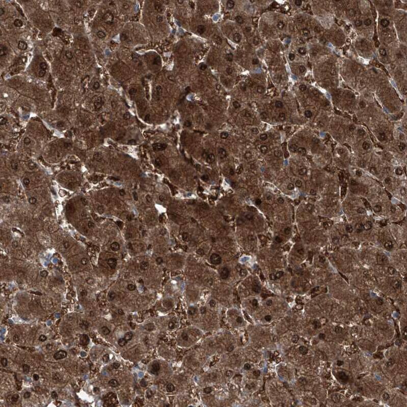 Regucalcin Antibody