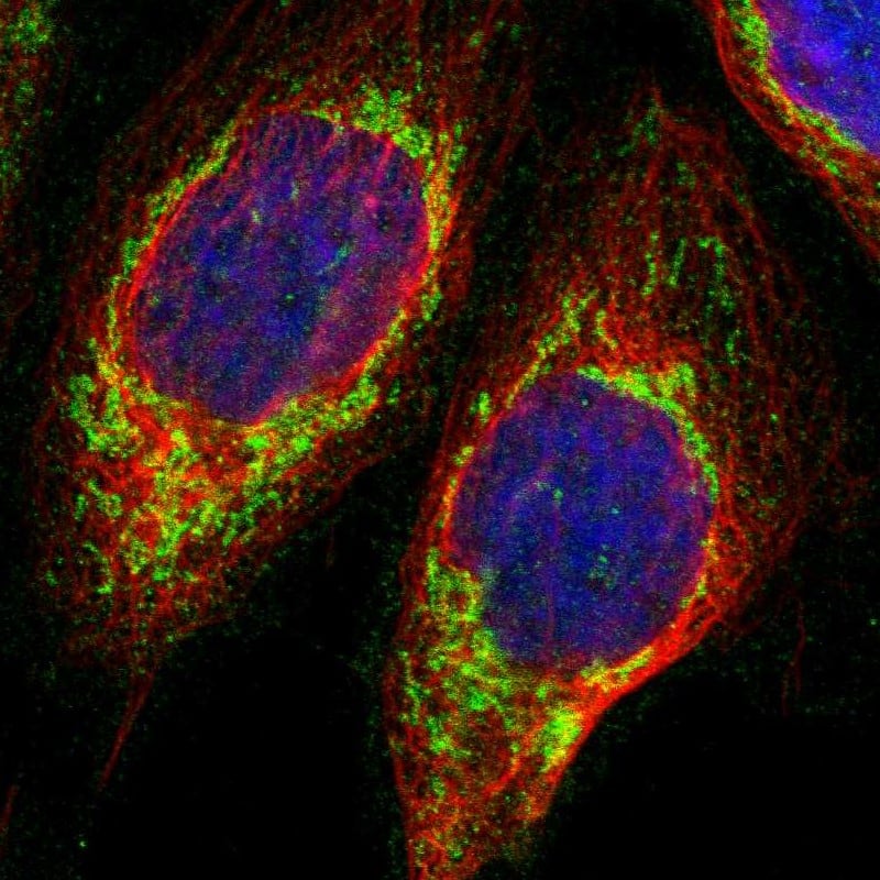 UQCRC2 Antibody - BSA Free Immunocytochemistry/ Immunofluorescence: UQCRC2 Antibody [NBP1-80861]