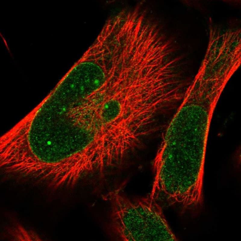 PRA1 Antibody - BSA Free Immunocytochemistry/ Immunofluorescence: PRA1 Antibody [NBP1-80883]
