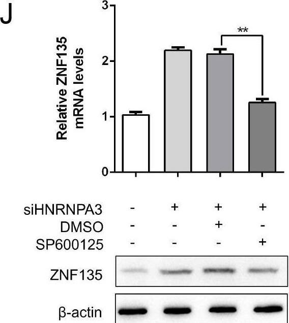 ZNF135 Antibody - BSA Free