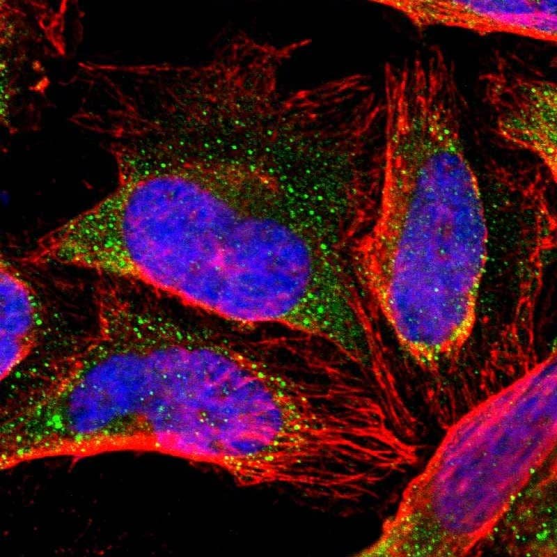 ZNF133 Antibody - BSA Free Immunocytochemistry/ Immunofluorescence: ZNF133 Antibody [NBP1-80914]