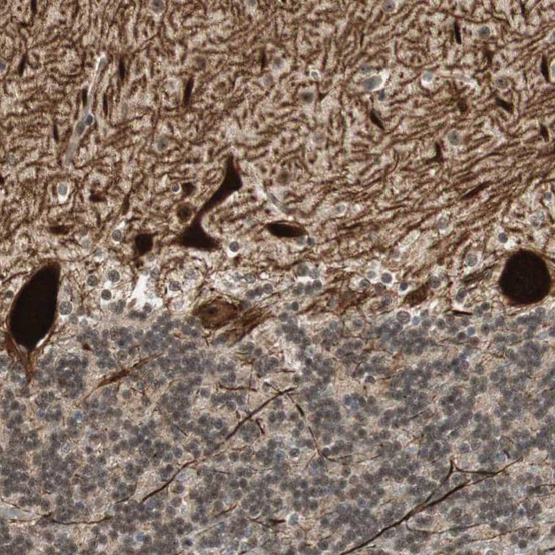 PCP4 Antibody - BSA Free Immunohistochemistry-Paraffin: PCP4 Antibody [NBP1-80929]