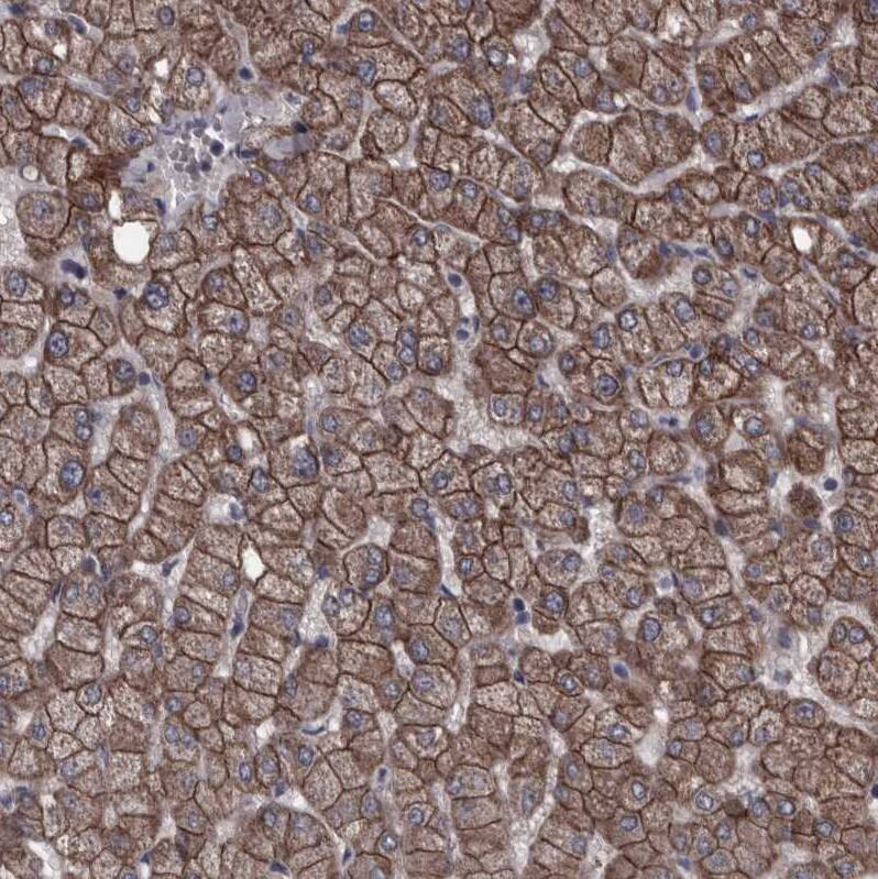 Protocadherin-17 Antibody - BSA Free Immunohistochemistry-Paraffin: Protocadherin-17 Antibody [NBP1-80943]