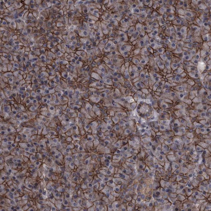 Protocadherin-17 Antibody - BSA Free Immunohistochemistry-Paraffin: Protocadherin-17 Antibody [NBP1-80943]