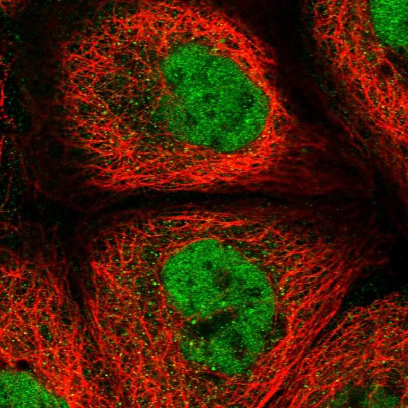REXO1 Antibody Immunocytochemistry/ Immunofluorescence: REXO1 Antibody [NBP1-84862]