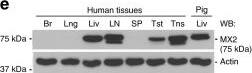 MX2 Antibody