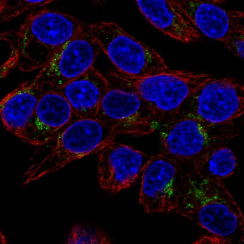 GDF-15 Antibody - BSA Free Immunocytochemistry/ Immunofluorescence: GDF-15 Antibody [NBP1-81050]