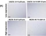 GDF-15 Antibody - BSA Free