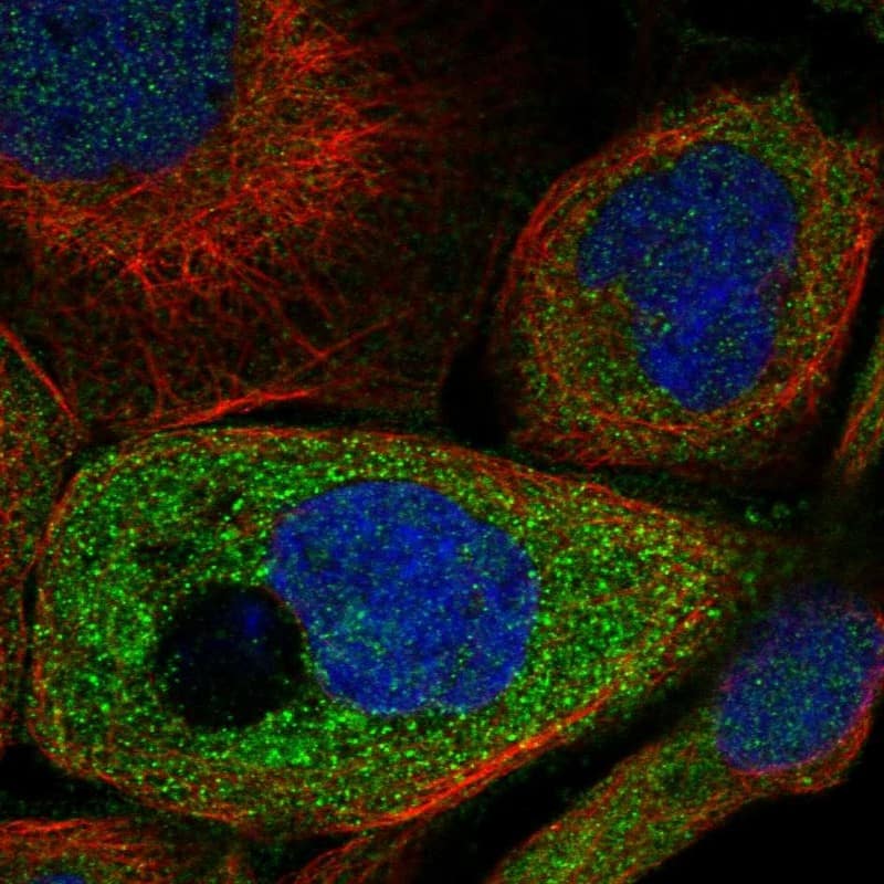 STAT5A Antibody - BSA Free Immunocytochemistry/ Immunofluorescence: STAT5A Antibody [NBP1-81051]