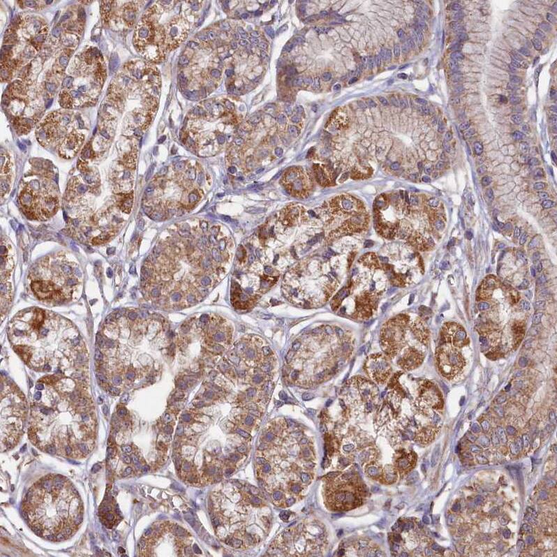 FUNDC1 Antibody - BSA Free Immunohistochemistry-Paraffin: FUNDC1 Antibody [NBP1-81063]