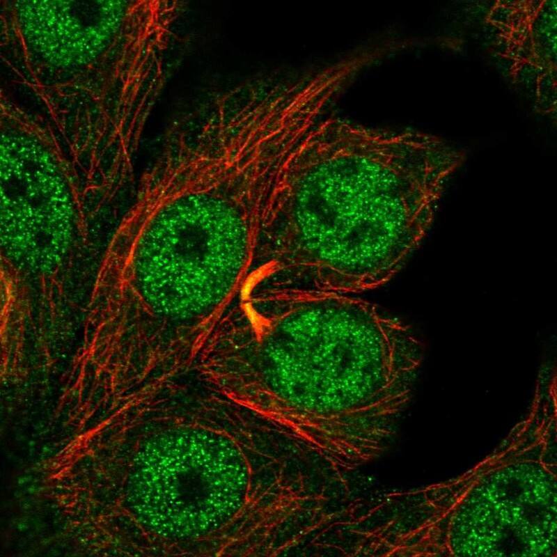 GDPD3 Antibody - BSA Free Immunocytochemistry/ Immunofluorescence: GDPD3 Antibody [NBP1-81081]