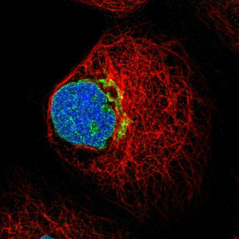 Fucosyltransferase 11/FUT11 Antibody - BSA Free Immunocytochemistry/ Immunofluorescence: Fucosyltransferase 11/FUT11 Antibody [NBP1-81118]