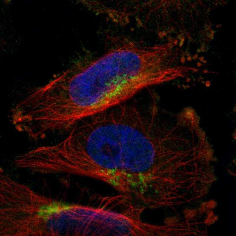 SLC38A10 Antibody - BSA Free Immunocytochemistry/ Immunofluorescence: SLC38A10 Antibody [NBP1-81195]
