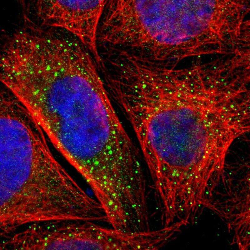 BTG2 Antibody - BSA Free Immunocytochemistry/ Immunofluorescence: BTG2 Antibody [NBP1-81215]