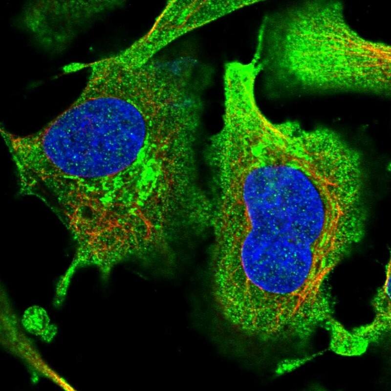 EFCAB2 Antibody - BSA Free Immunocytochemistry/ Immunofluorescence: EFCAB2 Antibody [NBP1-81220]