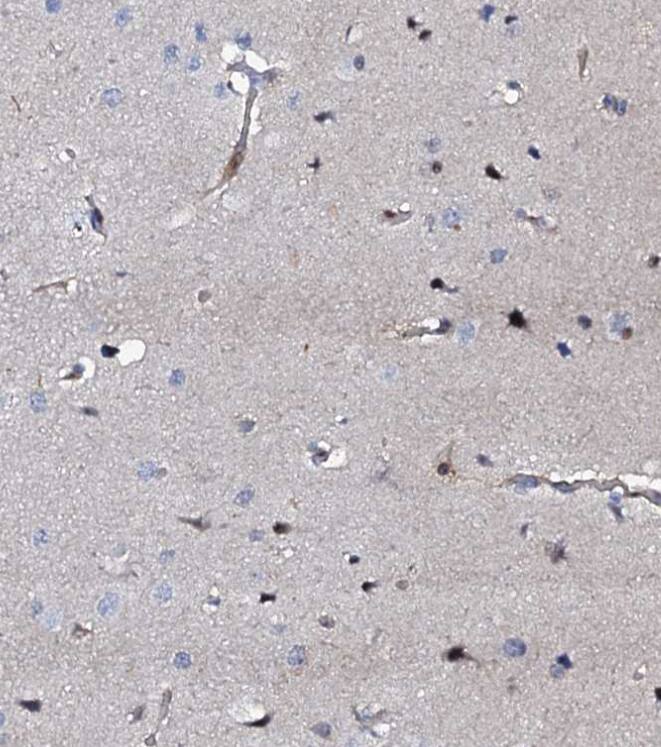MFSD5 Antibody - BSA Free