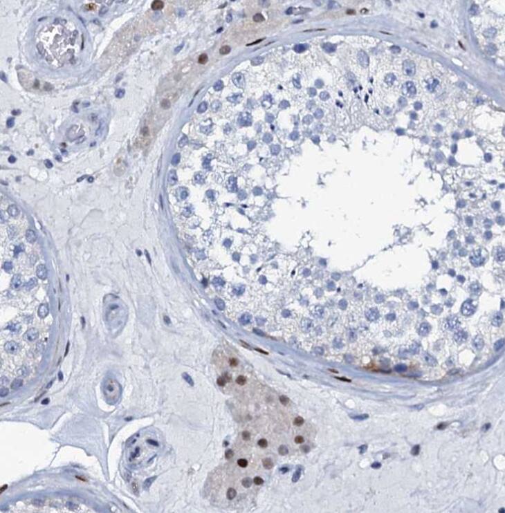 MFSD5 Antibody - BSA Free
