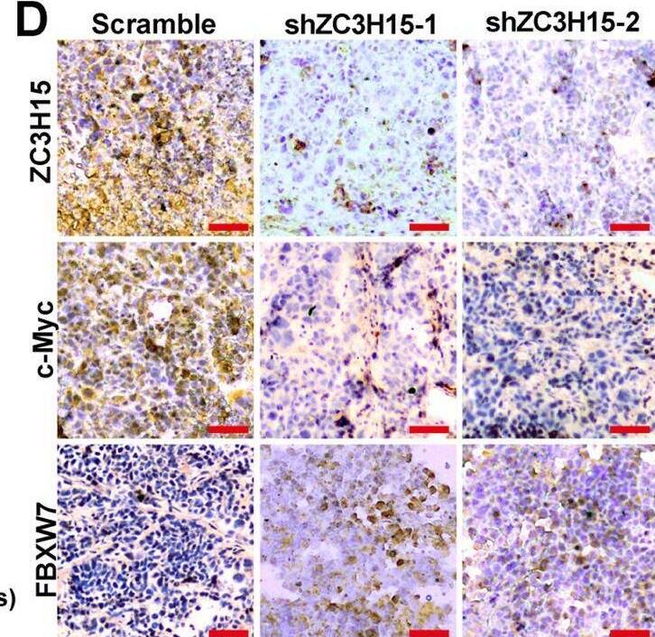 ZC3H15 Antibody - BSA Free