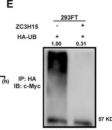 ZC3H15 Antibody - BSA Free
