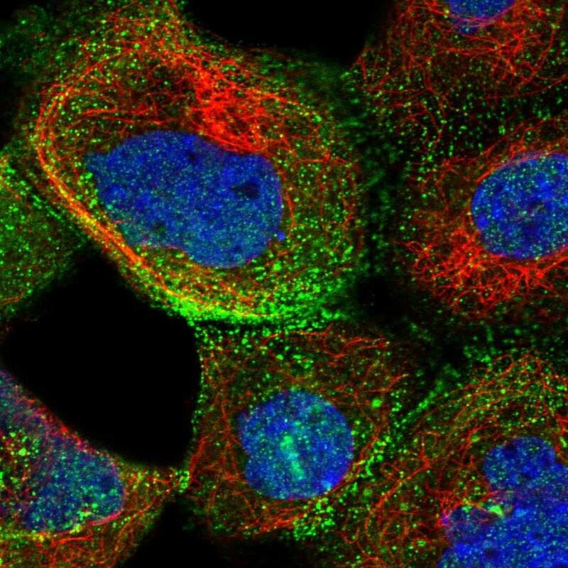 XRCC6BP1 Antibody - BSA Free Immunocytochemistry/ Immunofluorescence: XRCC6BP1 Antibody [NBP1-81339]