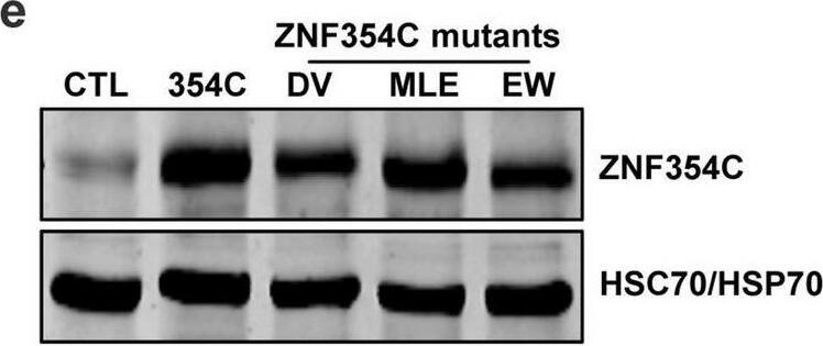 ZNF354C Antibody - BSA Free